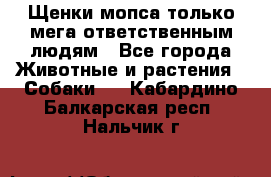 Щенки мопса только мега-ответственным людям - Все города Животные и растения » Собаки   . Кабардино-Балкарская респ.,Нальчик г.